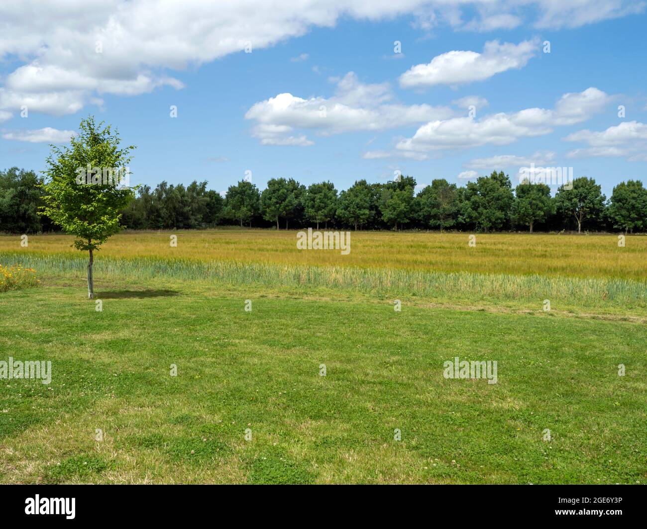 Vista su un campo a una fila di alberi verdi e un cielo estivo Foto Stock