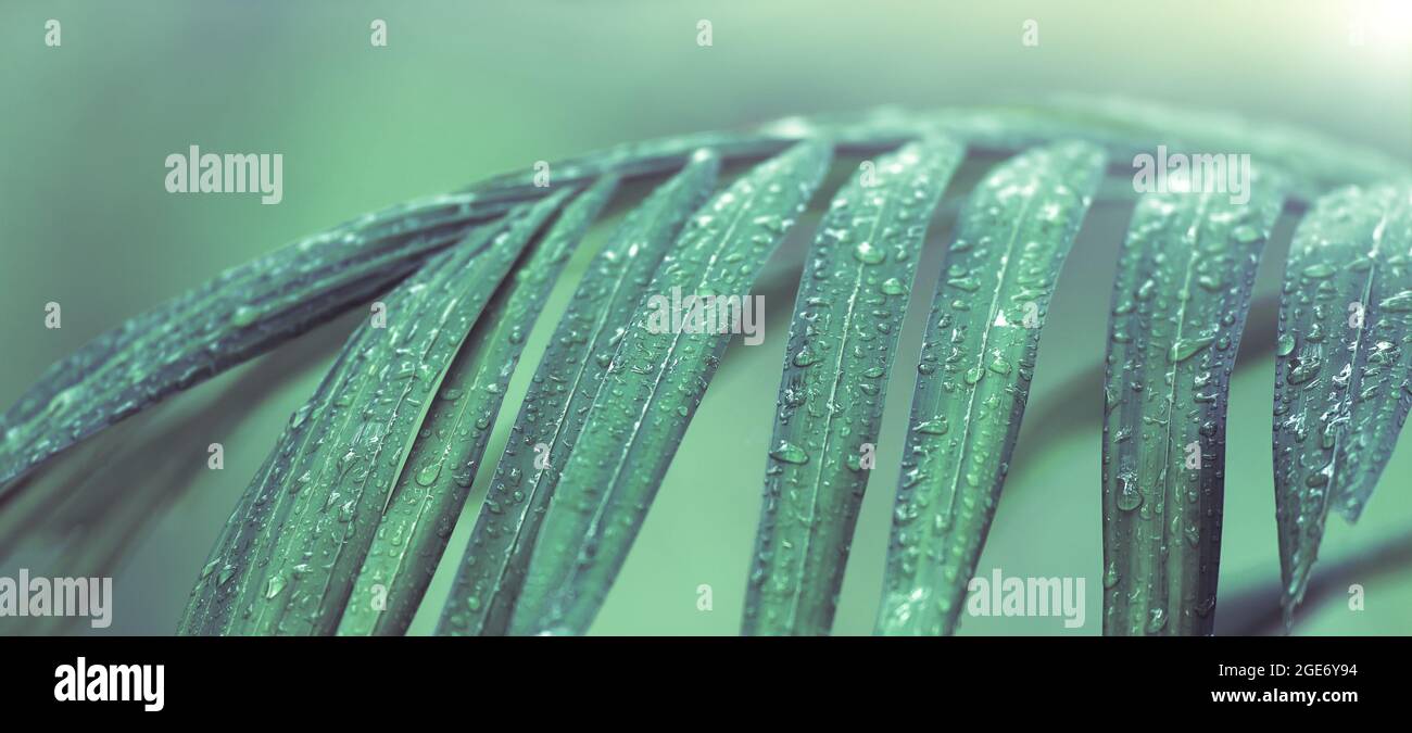 L'acqua di primo piano cade sulle foglie di palma verdi dopo la pioggia. Pioggia chiara su fogliame verde in stagione piovosa. Piante ornamentali tropicali. Foto Stock