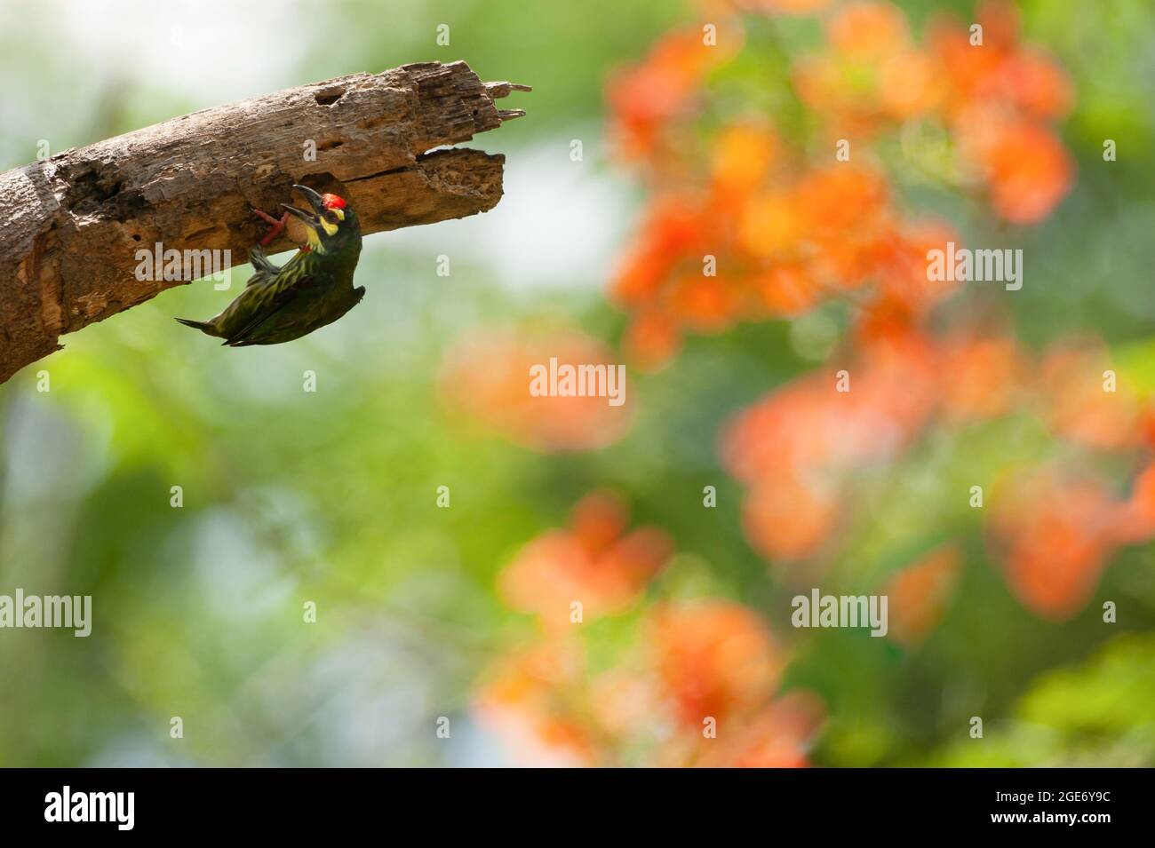 Un barbet Coppersmith selezionare con attenzione una cavità di albero per il loro nido in un giardino. I fiori colorati delonix regia sono in fiore sfocati negli sfondi Foto Stock