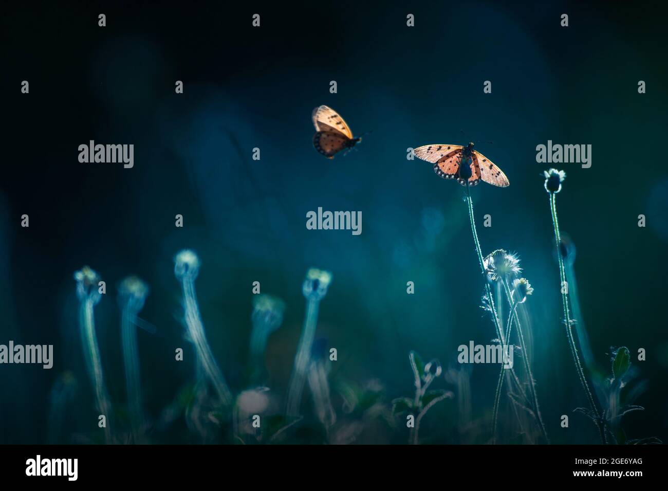 Un sciame di farfalle monarca che volano e impollinazione su campi di fiori selvatici all'alba, naturale sfocato negli sfondi. Migrazione delle farfalle. Foto Stock