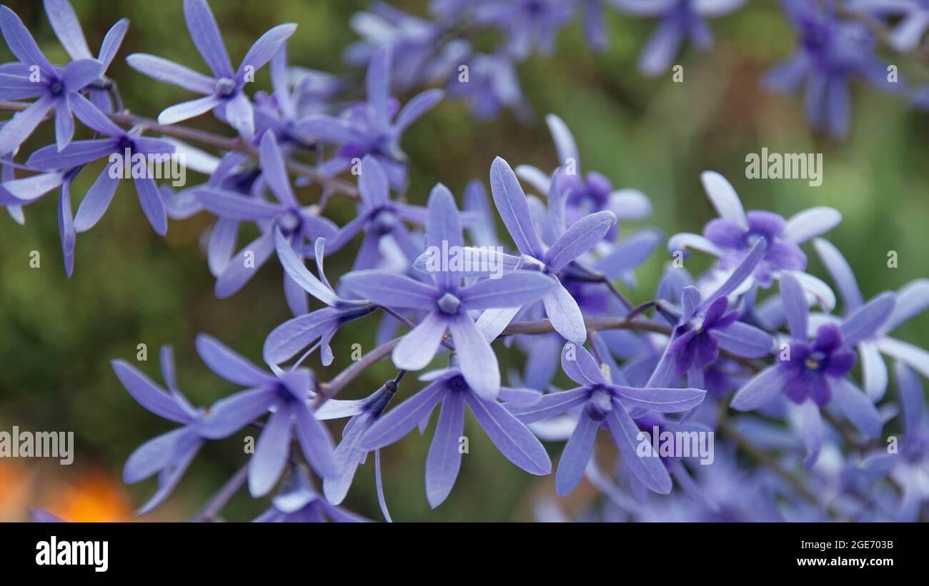 Corona viola (Petrea Volubilis), giardino botanico, Funchal, Madeira, Portogallo, Europa Foto Stock