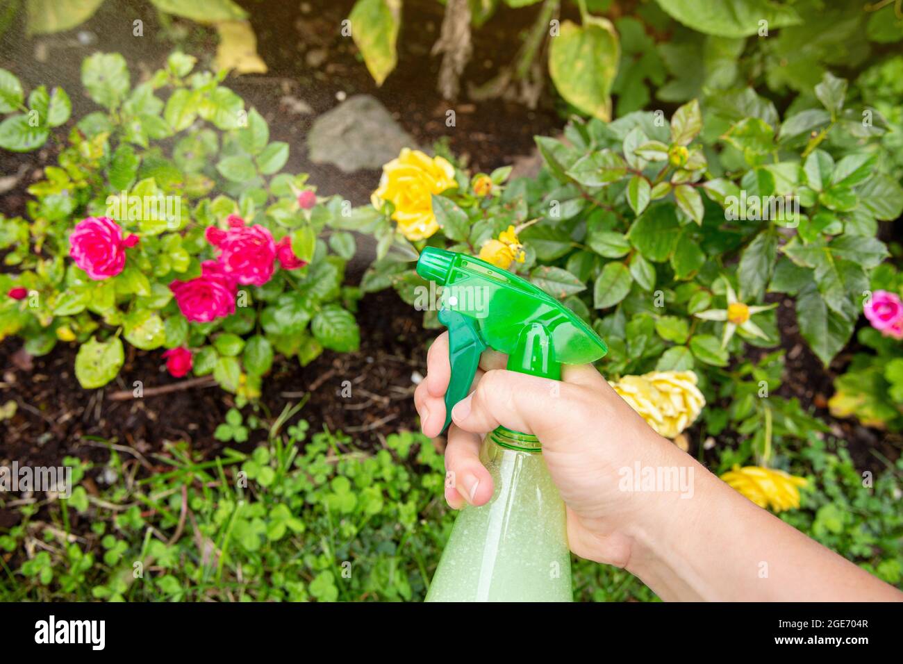 Vista ravvicinata della persona che usa spray insetticida per insetti in casa nel giardino per proteggere le rose dagli insetti. Foto Stock