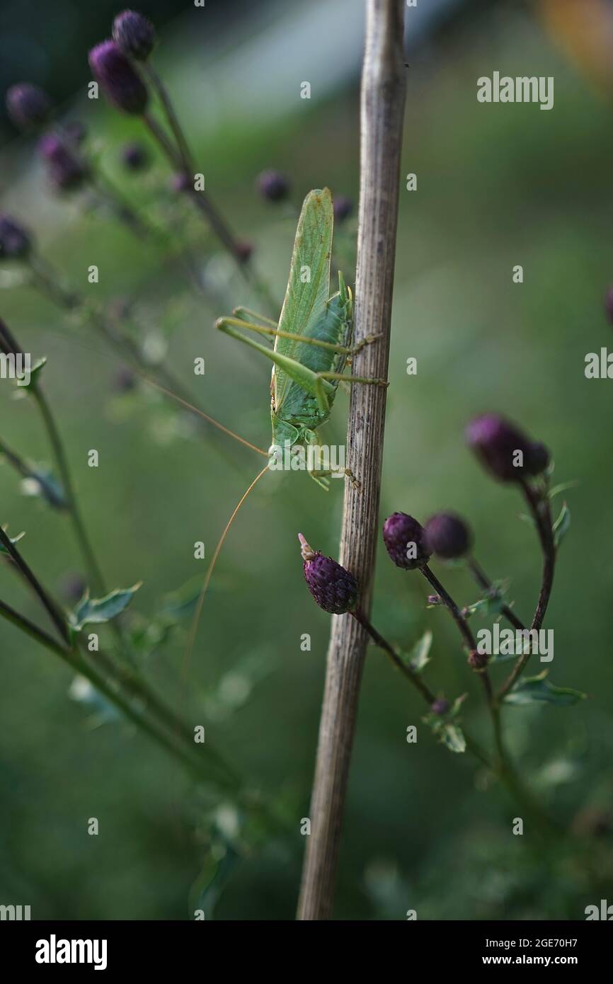 Primo piano di canti maschio Tettigonia viriridissima, il grande bush-cricket verde seduto su un cardo maledetto, Arvense Cirsium. Foto Stock
