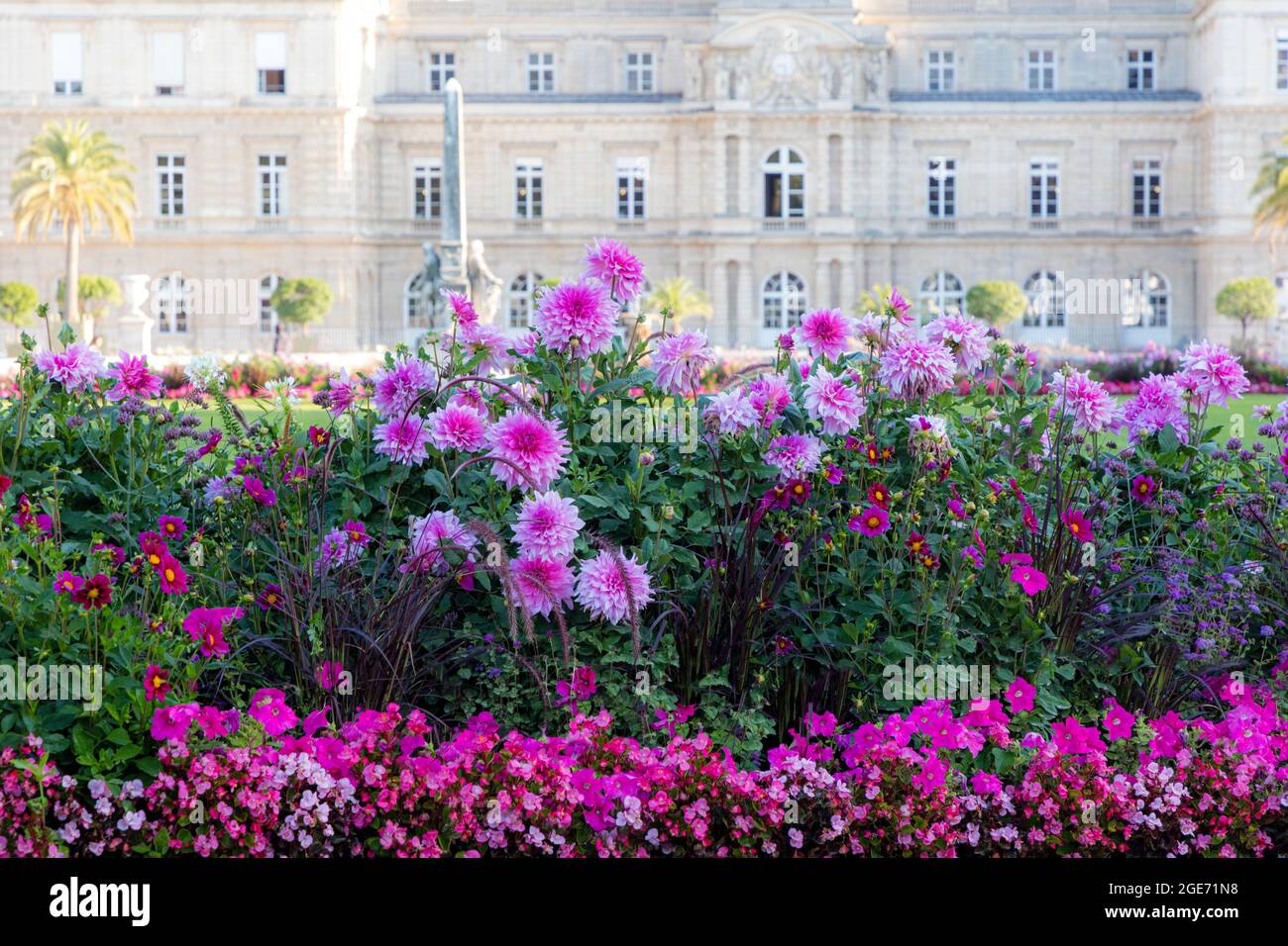 Dahlias rosa nel Jardin du Luxembourg con Palais du Luxembourg Beyond, Parigi, Ile-de-France, Francia Foto Stock