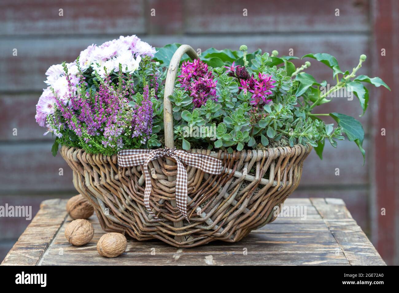 fiore viola di erica, stonecrop e crisantemo in cesto come decorazione del giardino Foto Stock