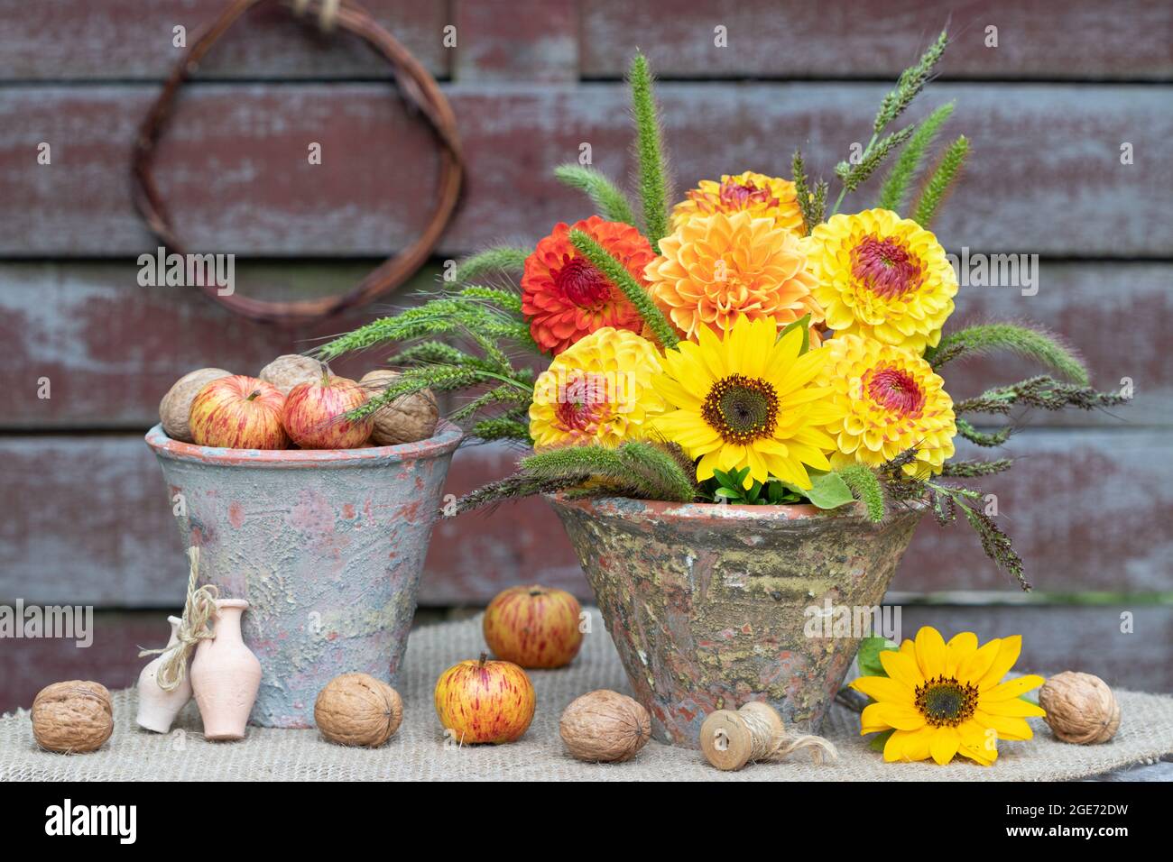 decorazione giardino con bouquet di girasole e dahlias e mele in pentole di terracotta Foto Stock