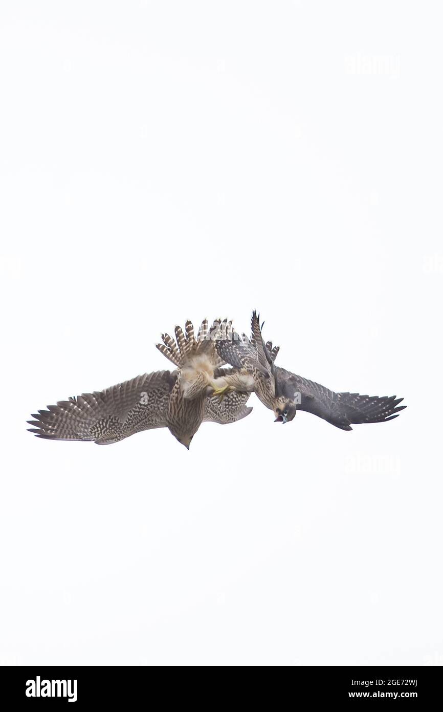 Peregrine Falcon (Falco peregrinus) Norwich Cathedral GB UK Giugno 2021 afferra i taloni in aria media Foto Stock