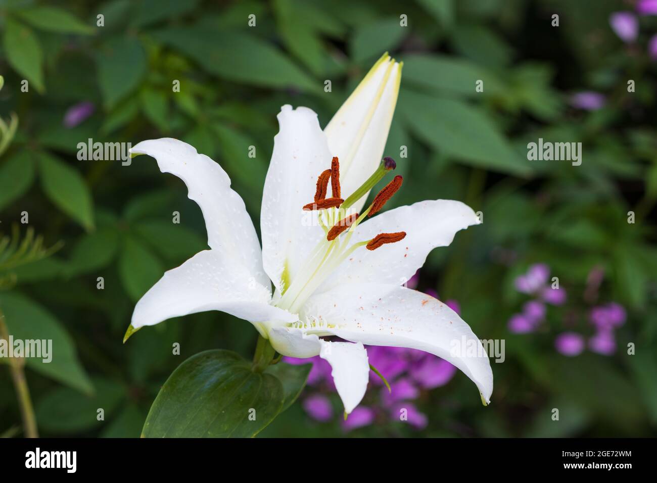 fiore bianco di giglio in macro giardino Foto Stock