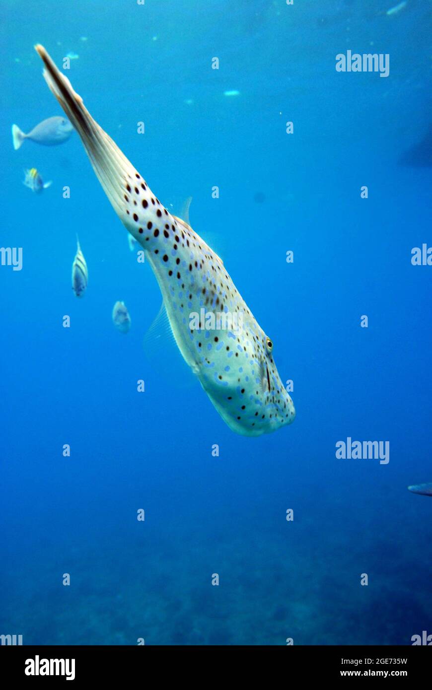 Pesce che nuota sott'acqua Foto Stock