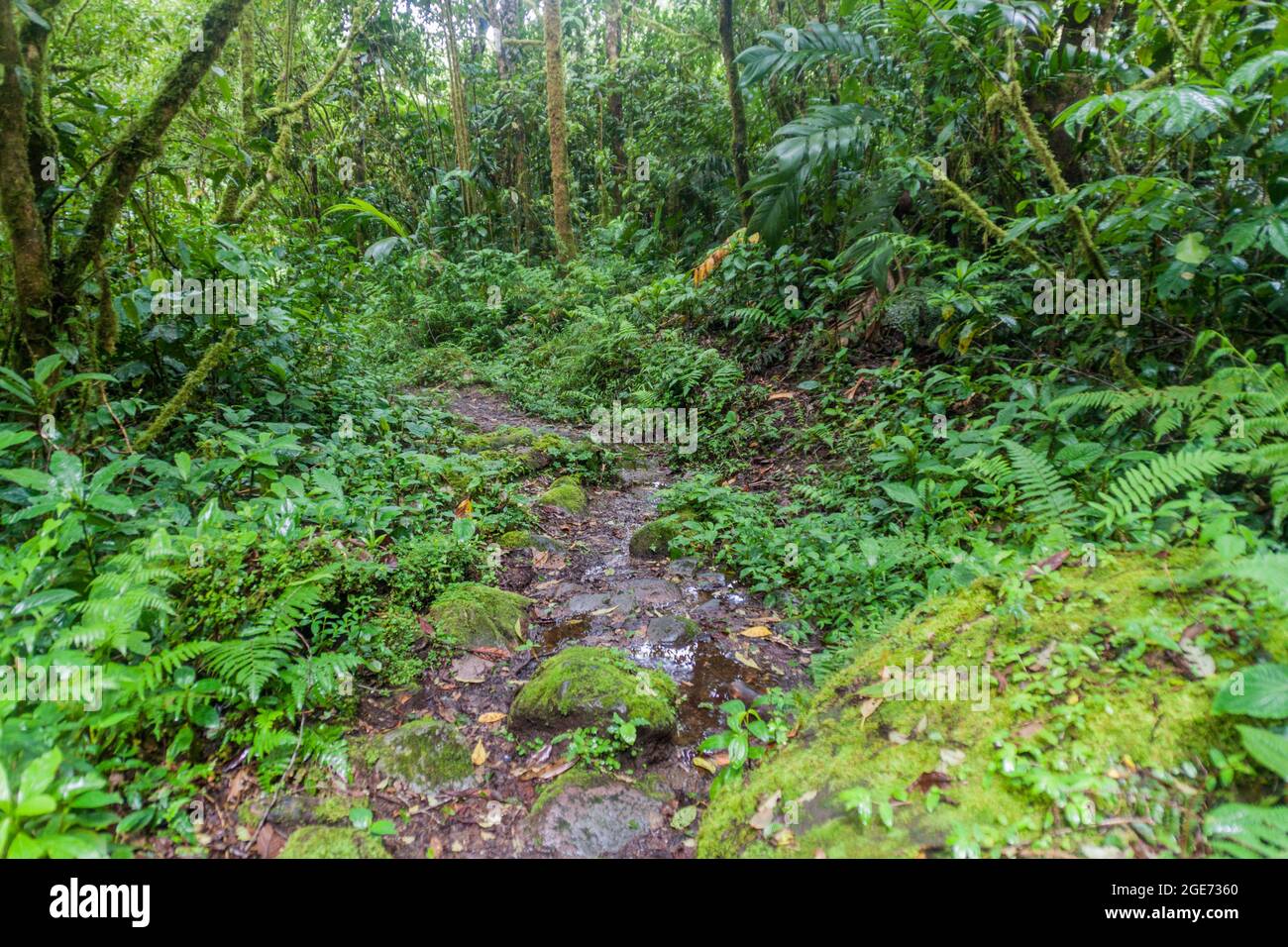 Sentiero escursionistico Sendero Los Quetzales nel Parco Nazionale Volcan Baru durante la stagione delle piogge, Panama. Foto Stock