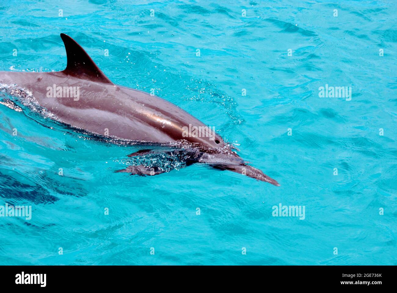 Dolphin nuotare sulla superficie dell'acqua Foto Stock