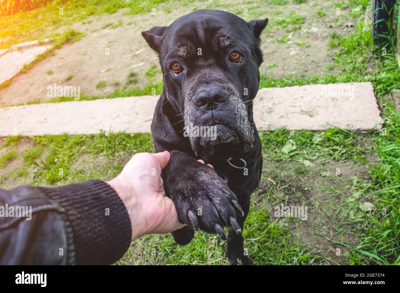 Cane corso Dog Paws Man, concetto di amicizia Foto Stock