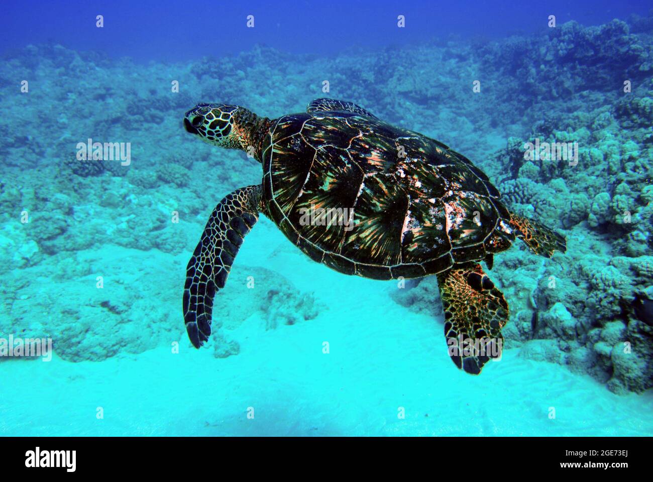 TERREMOTO DI MESSINA Emissione Privata Di Beneficenza Blocco Mnh Coppia - Foto 8