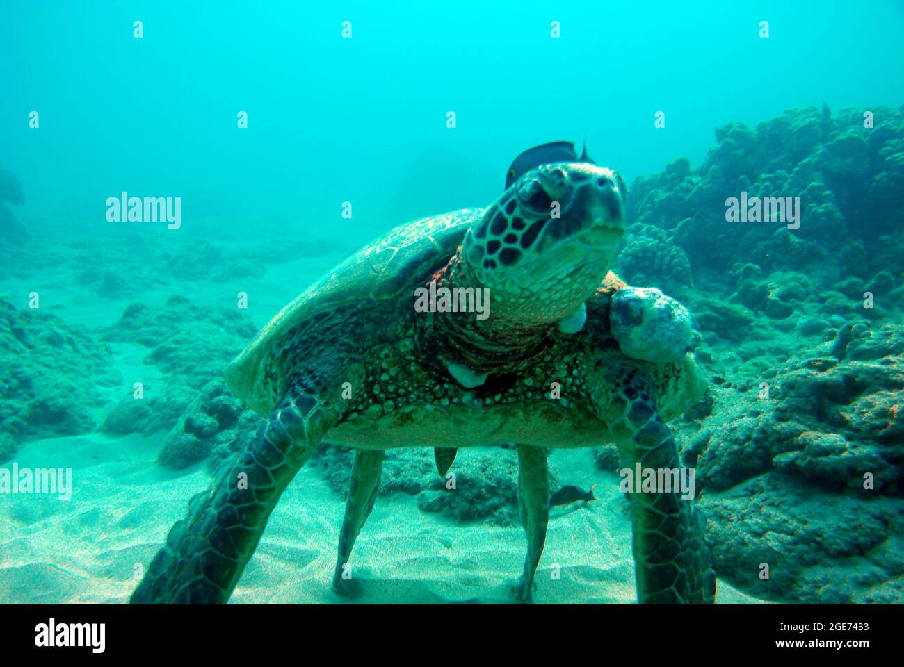 Tartaruga sul pavimento dell'oceano Foto Stock