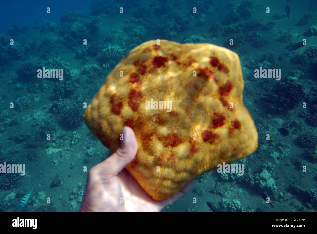 Persona che tiene una spugna di mare sott'acqua Foto Stock