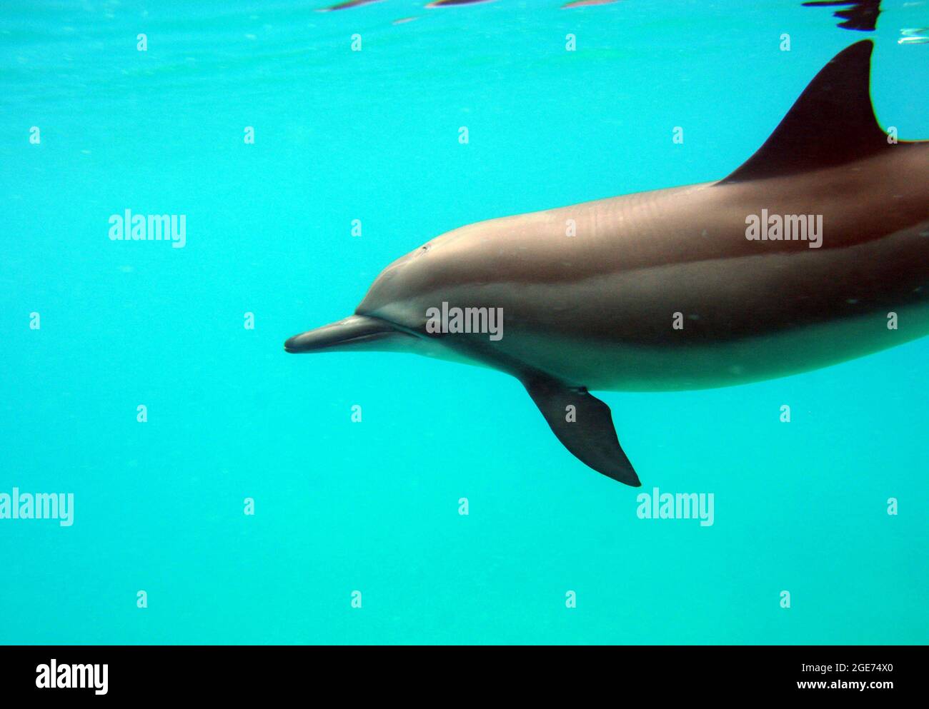 Una sola bottiglia di delfini nuota sott'acqua Foto Stock