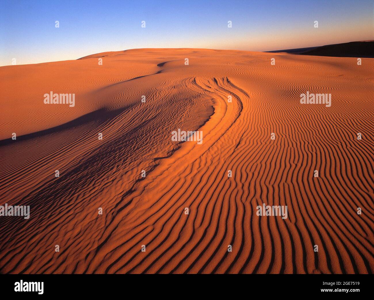 Australia. Australia del Sud. Deserto di Simpson. Dune di sabbia. Foto Stock