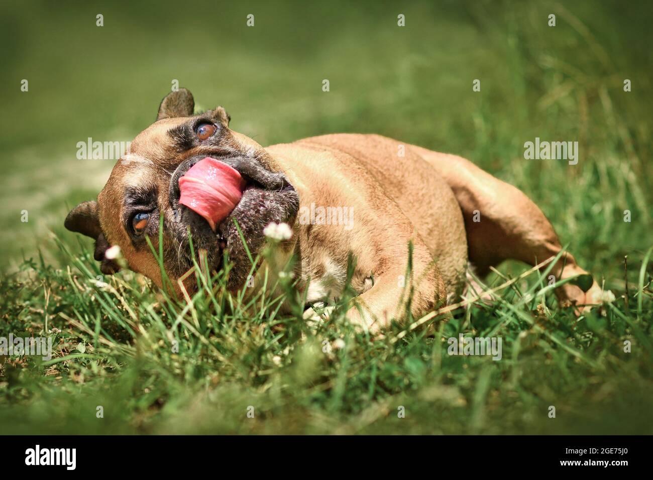 Divertente cane Bulldog francese leccare il naso mentre rotola in erba Foto Stock
