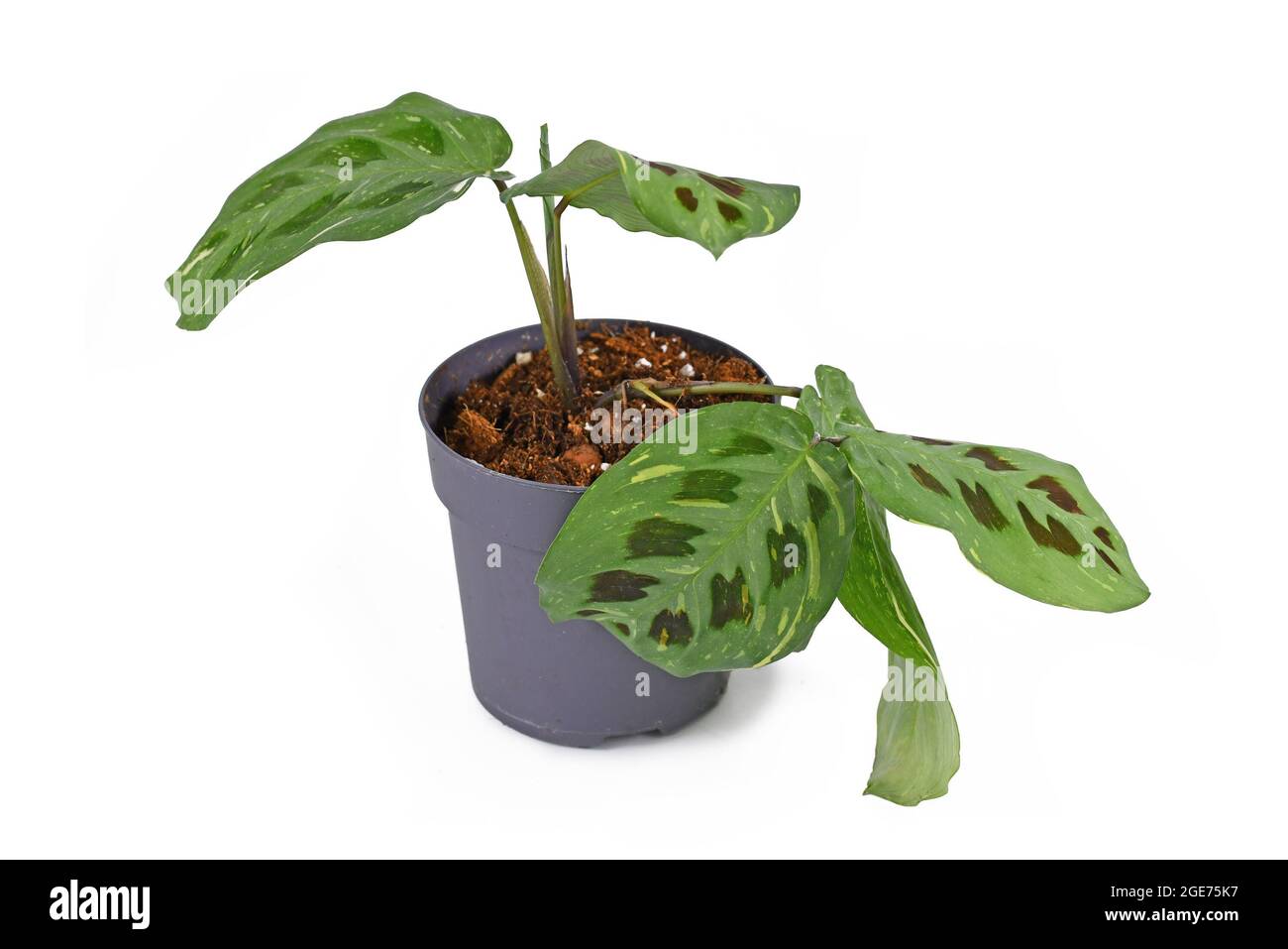 Pianta domestica tropicale 'Maranta Leuconeura Kerchoveana Variagata' con foglie macchiate in vaso di fiori isolato su sfondo bianco Foto Stock