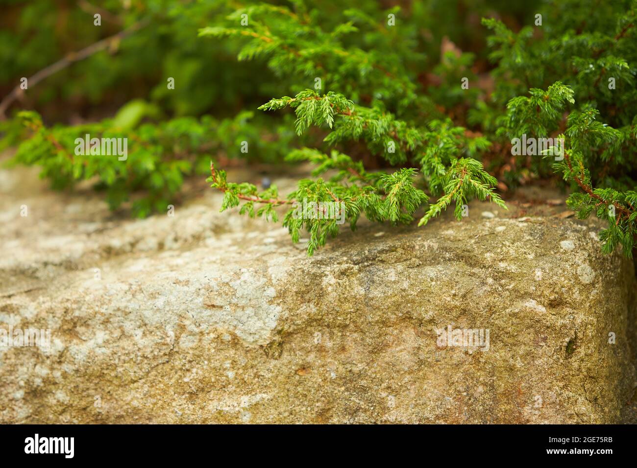 Cedro giapponese globosa Nana - nome latino - Cryptomeria japonica globosa Nana su roccia. Foto Stock