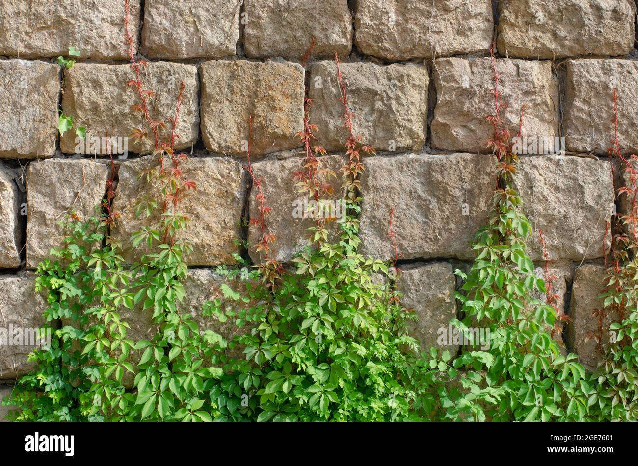 rami diversi con sfumature di verde e rosso che salendo su una parete di pietra. pianta cresce sulla cima di una parete di pietra in estate Foto Stock
