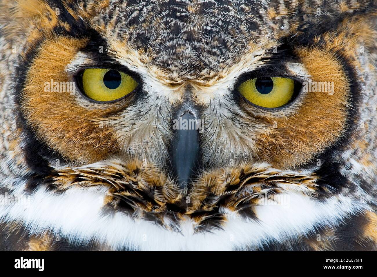 Grande Orned Owl (Buzo virginianaus), primo piano di occhi e becco, e Nord America, di Skip Moody/Dembinsky Photo Assoc Foto Stock