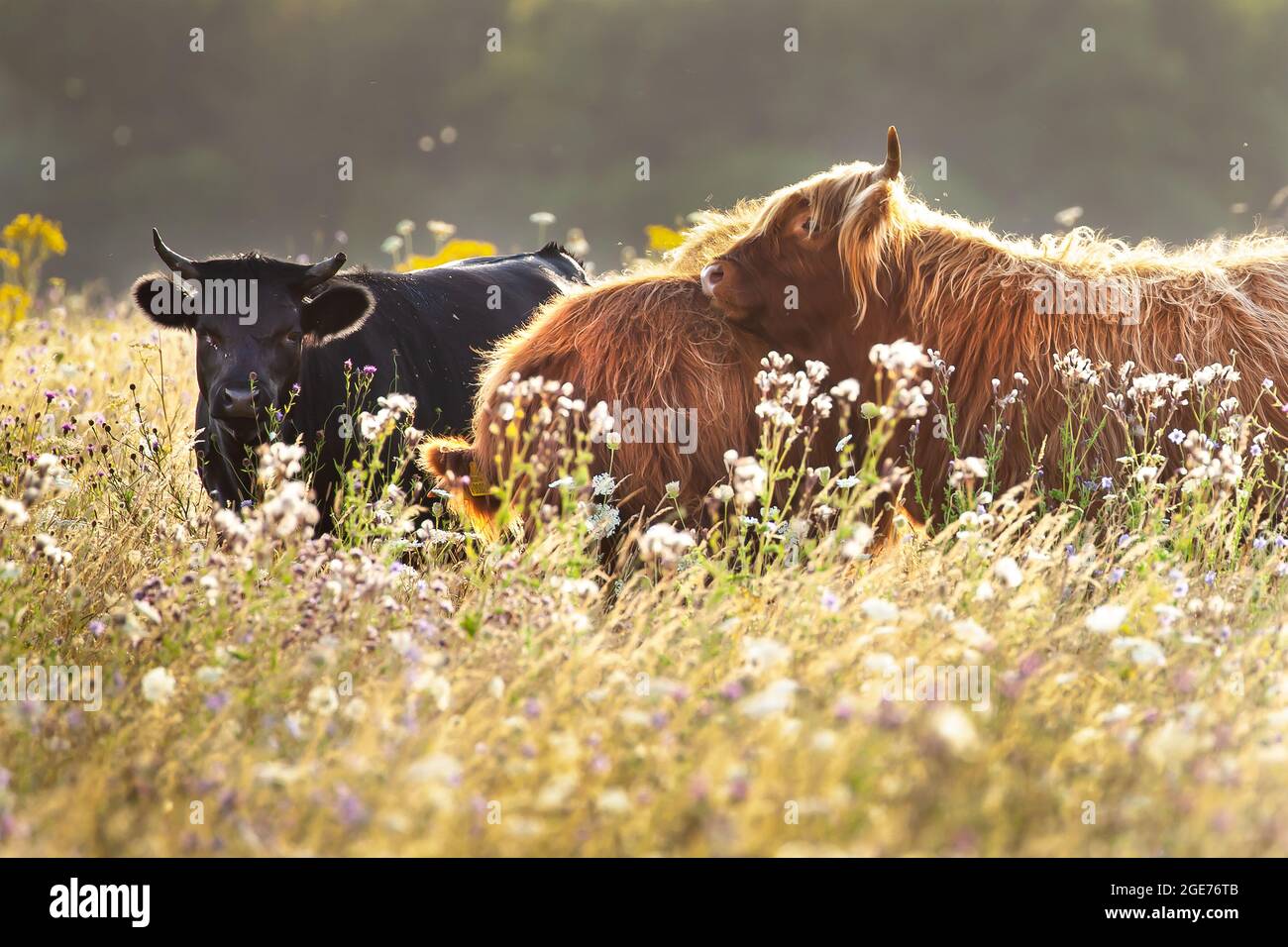 Due mucche montanari e una mucca nera che amblano nel prato all'alba Foto Stock