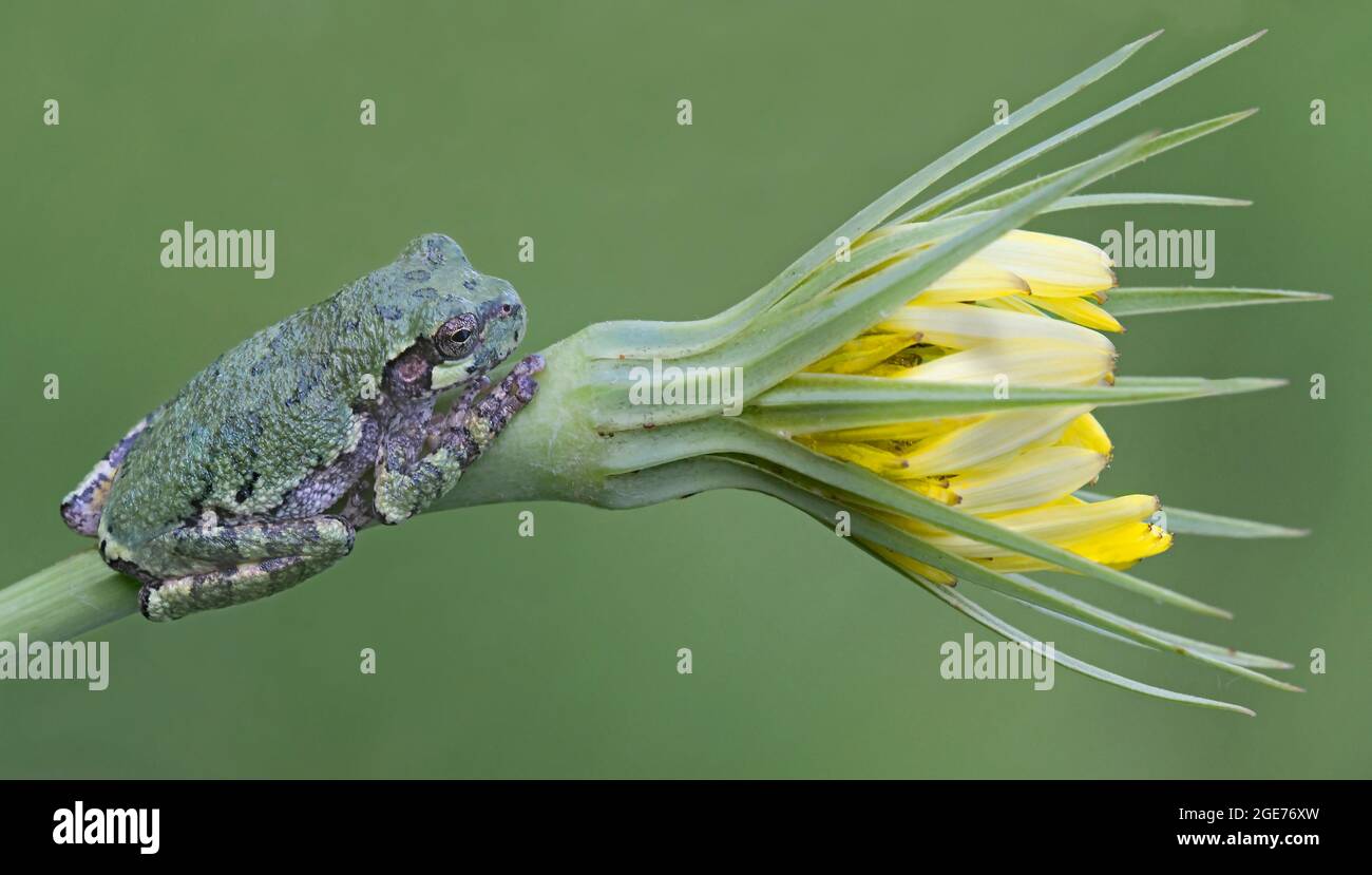 Gray Tree Frog (Hyla versicolor) arroccato sulla barba di Goat (Tragopogon dubius), e USA, di Skip Moody/Dembinsky Photo Assoc Foto Stock