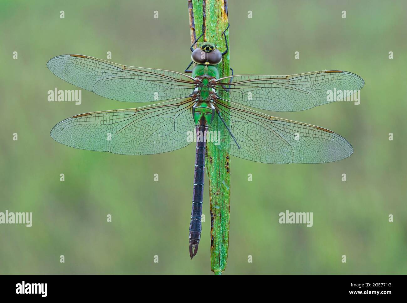 Green Darner Dragonfly (Anax junius) poggiante su lama d'erba, e USA, di Skip Moody/Dembinsky Photo Assoc Foto Stock
