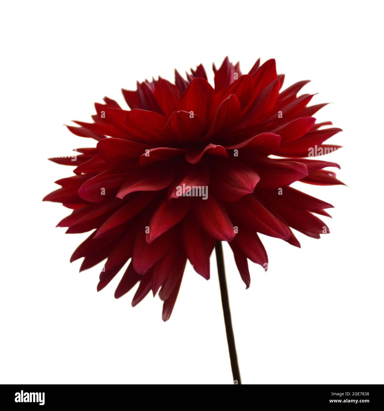Rosso Fiore Dahlia isolati su sfondo bianco Foto Stock