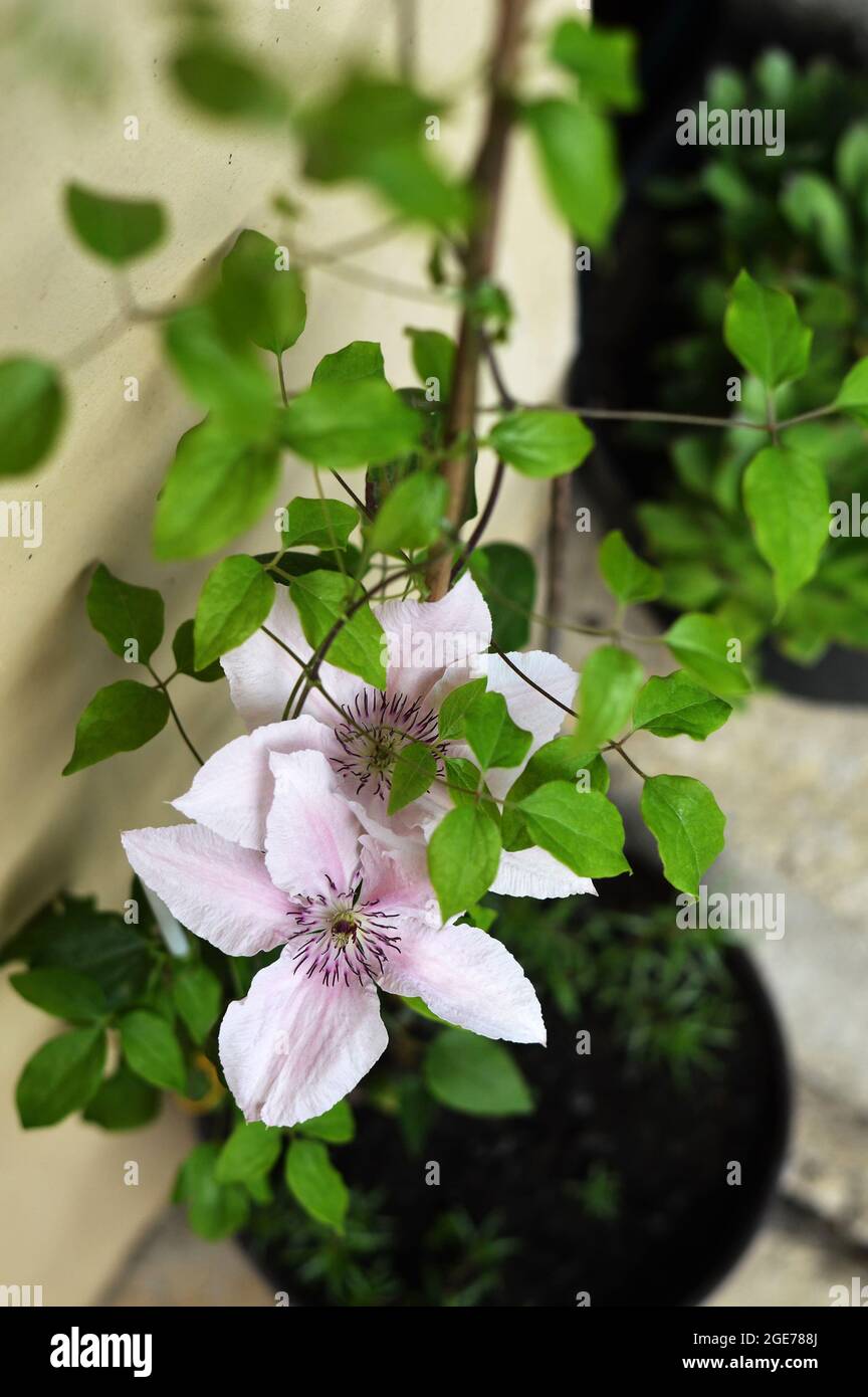 Clematis rosa in vaso di fiori Foto Stock