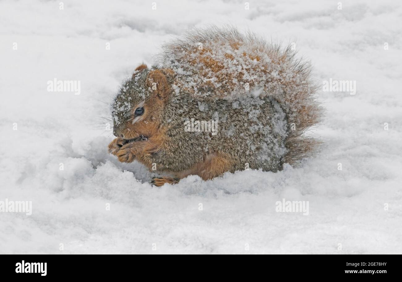 Eastern Fox Squirrel (Sciurus niger), raccolta cibo, inverno, e USA, di Skip Moody/Dembinsky Photo Assoc Foto Stock