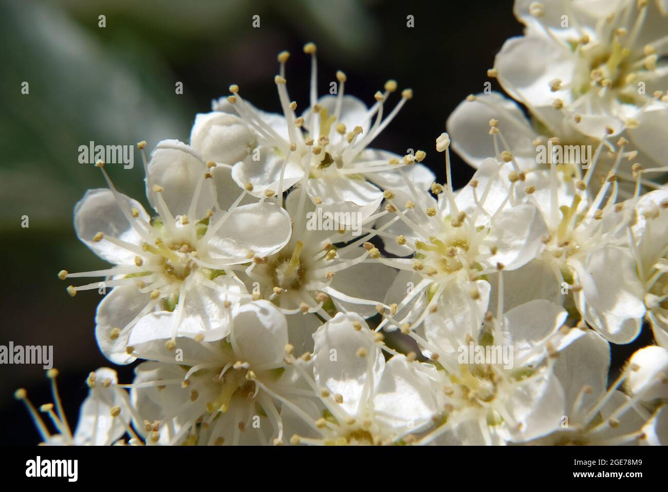 Sorbus, Mehlbeeren, Sorbus borbasii, Borbás-berkenye, Ungheria, Magyarország, Europa Foto Stock