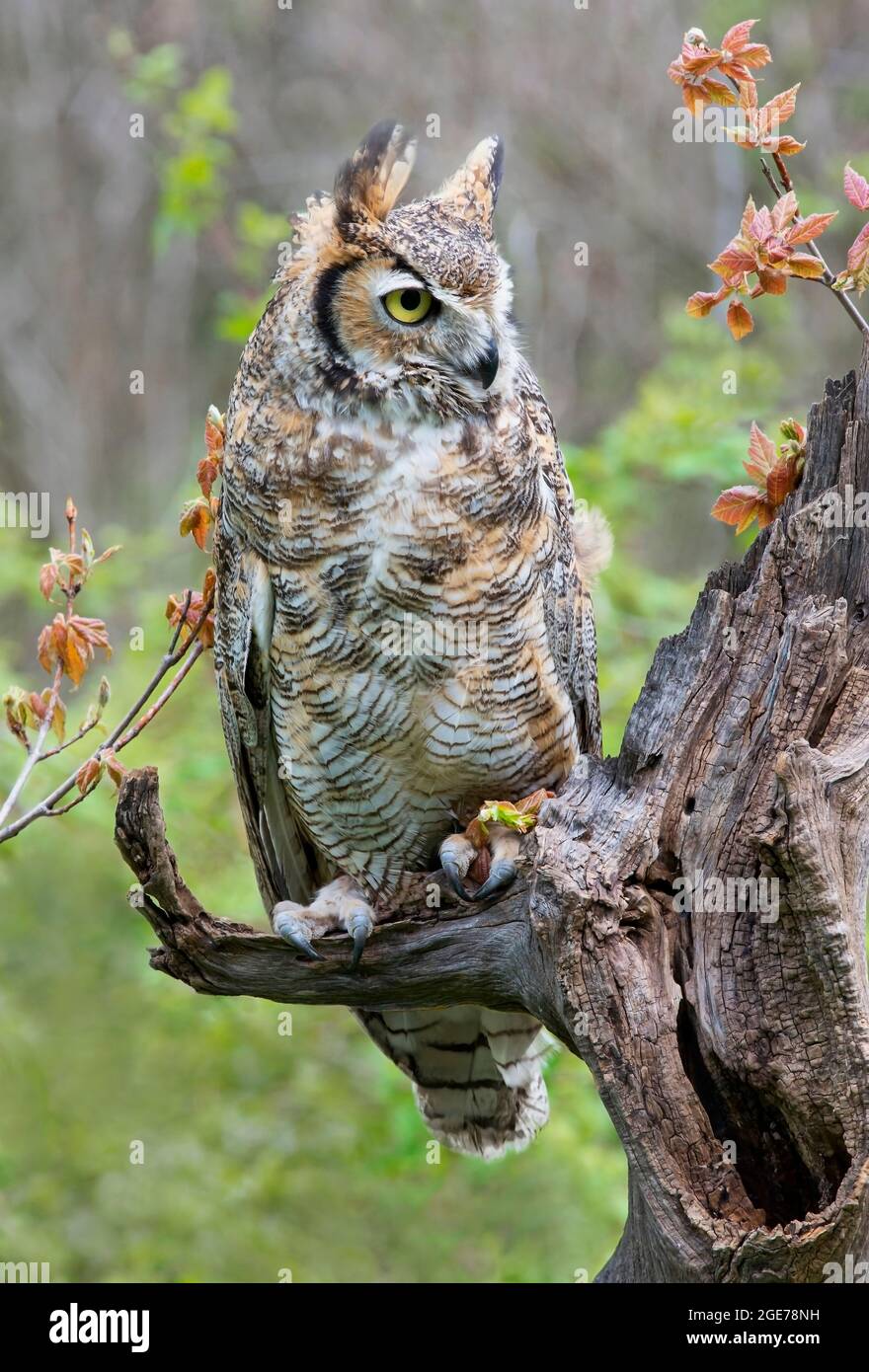Grande Orned Owl (Bubo virginianaus), arroccato su un ceppo di alberi, primi d'autunno, e Nord America, di Skip Moody/Dembinsky Photo Assoc Foto Stock