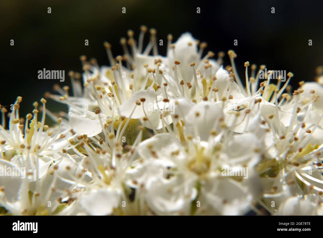 Sorbus, Mehlbeeren, Sorbus borbasii, Borbás-berkenye, Ungheria, Magyarország, Europa Foto Stock