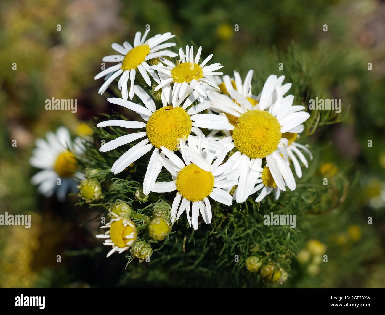 Falso mayweed incentless, mayweed incentless, camomilla incentless, Geruchlose Kamille, Tripleurospermum inodorum, kaporlevelű ebszékfű Foto Stock