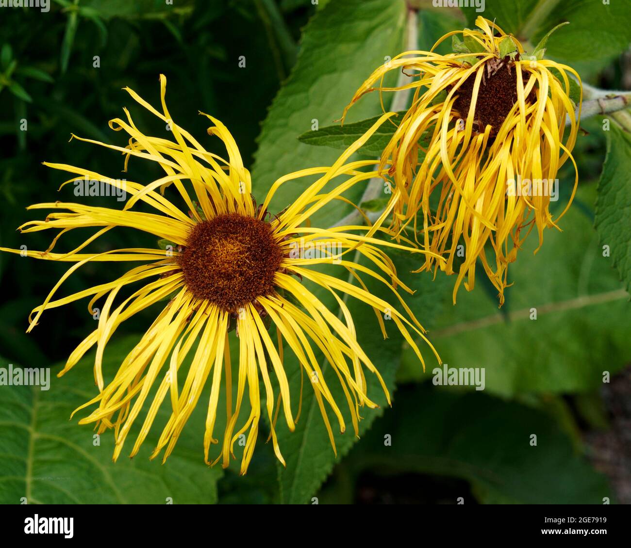 Creduto per essere una varietà di Rudbeckia Hirta questi fiori gialli 'Brown Eye Susan' sono ora passati il loro meglio. Foto Stock