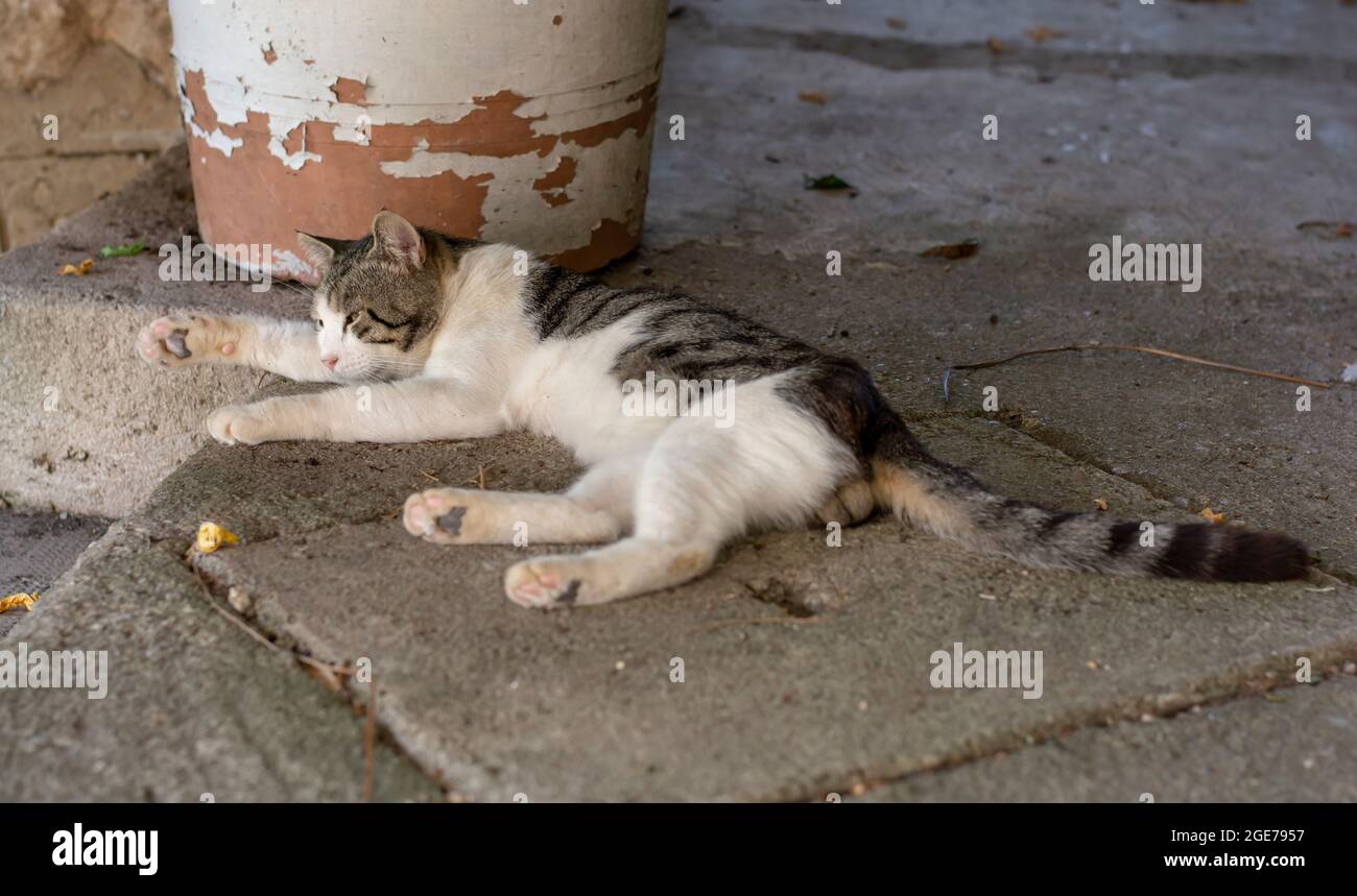 Gatto grigio e bianco poggiato sul pavimento in cemento. Primo piano. Dettaglio. Foto Stock