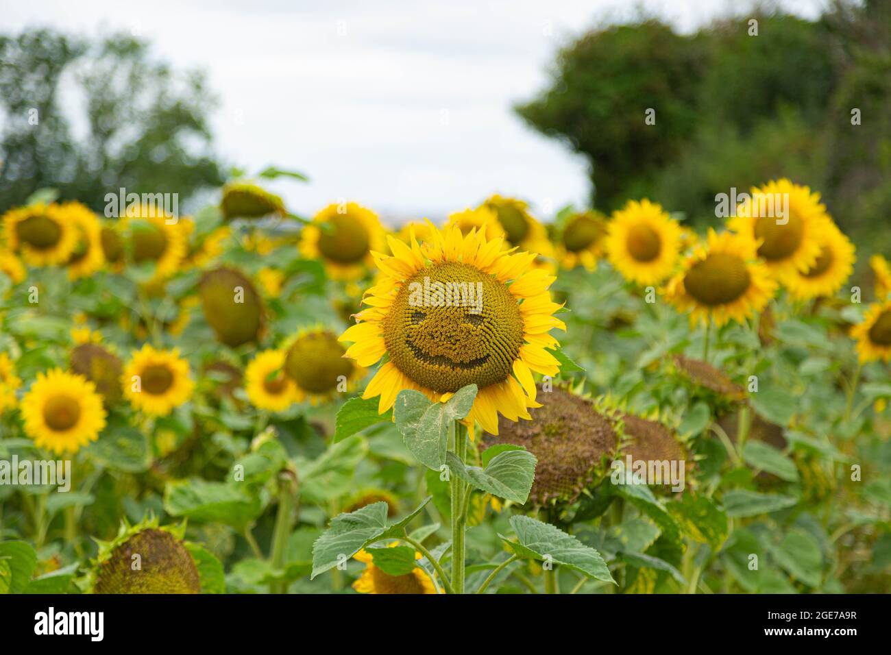 Girasoli nel Dorset occidentale 17 agosto 2021 Foto Stock
