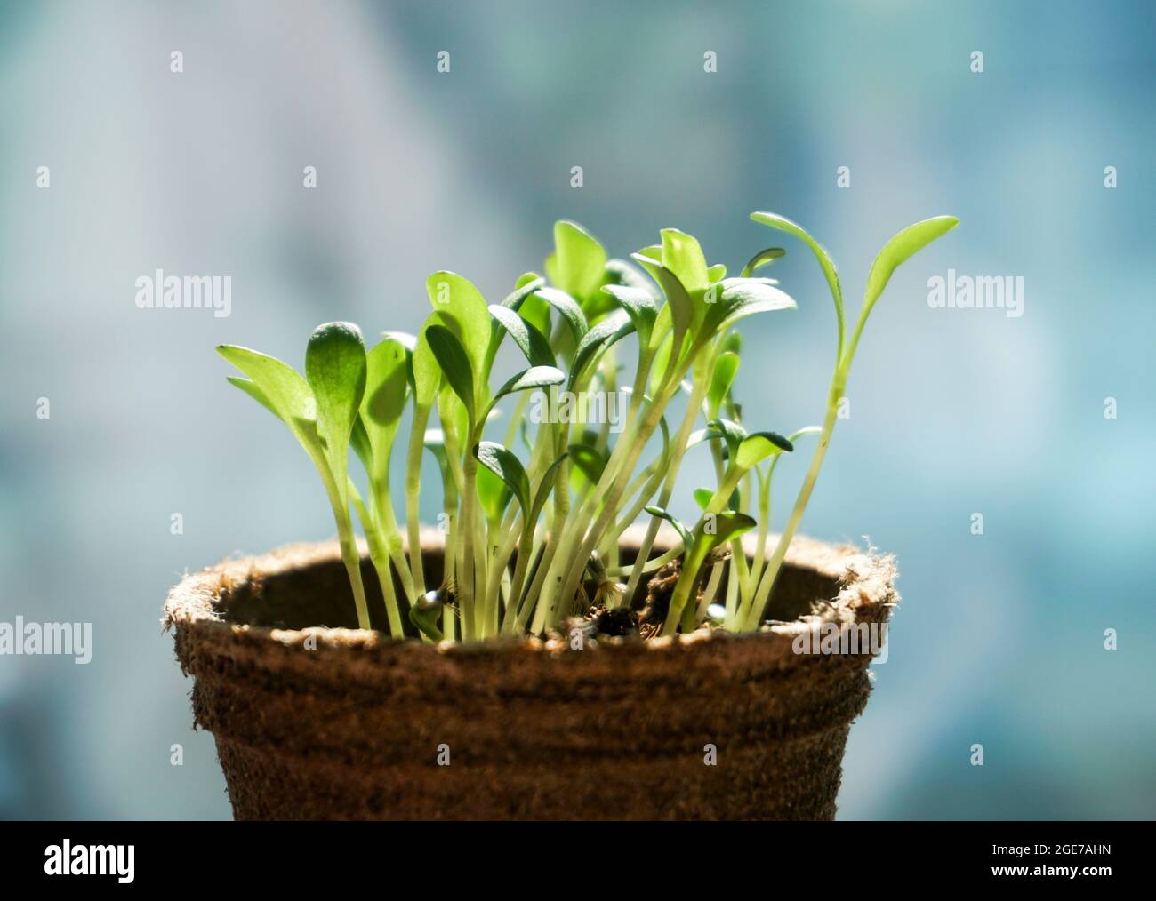 Piante giovani che piantano in una pentola sotto il sole. La nuova vita inizia in primavera. Foto Stock