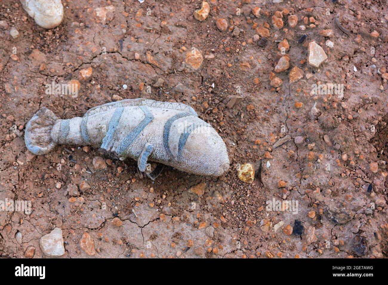 Primo piano di un animale farcito abbandonato in un'area rurale che rappresenta un pesce a strisce colorate. Immagine con spazio di copia per aggiungere testi Foto Stock