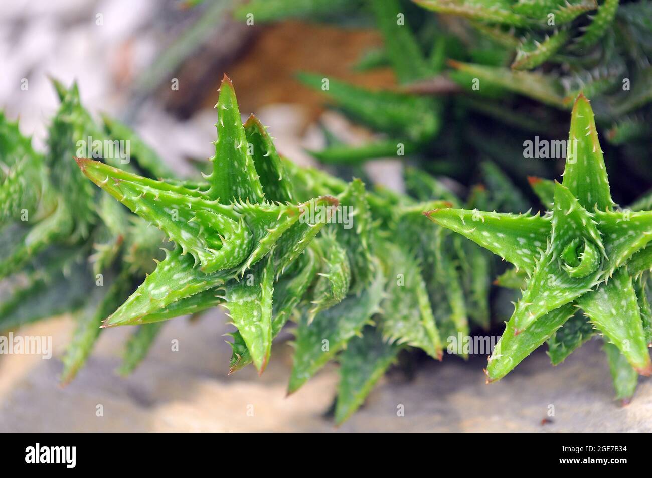 Aloe squarrosa, vulnerabile, endemica dell'isola di Socotra, Yemen Foto Stock