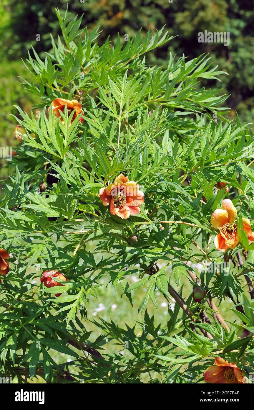 La peonia degli alberi di Delavay, Pfingstrosen, Päonien, Paeonia delavayi, bazsarózsa Foto Stock