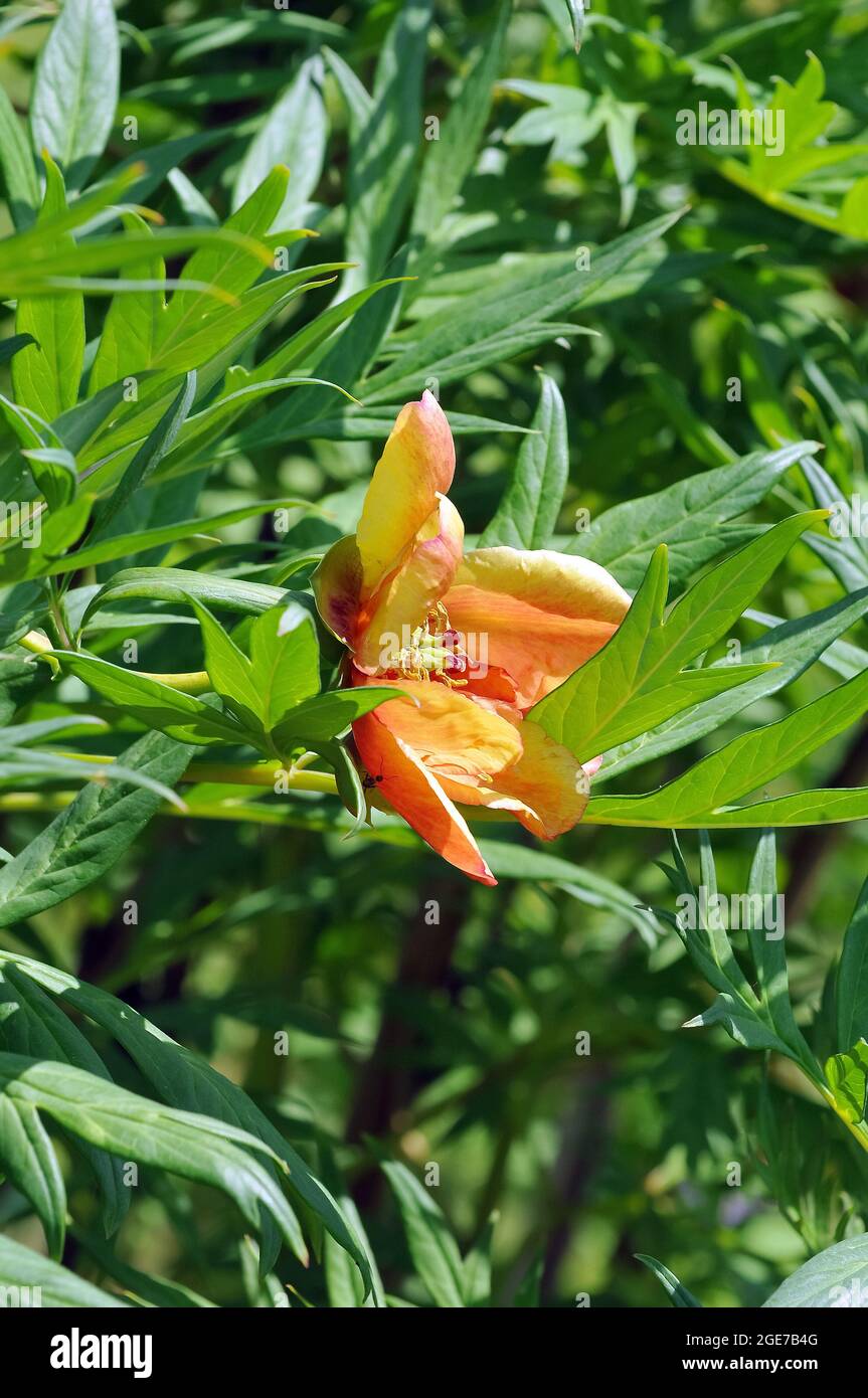 La peonia degli alberi di Delavay, Pfingstrosen, Päonien, Paeonia delavayi, bazsarózsa Foto Stock