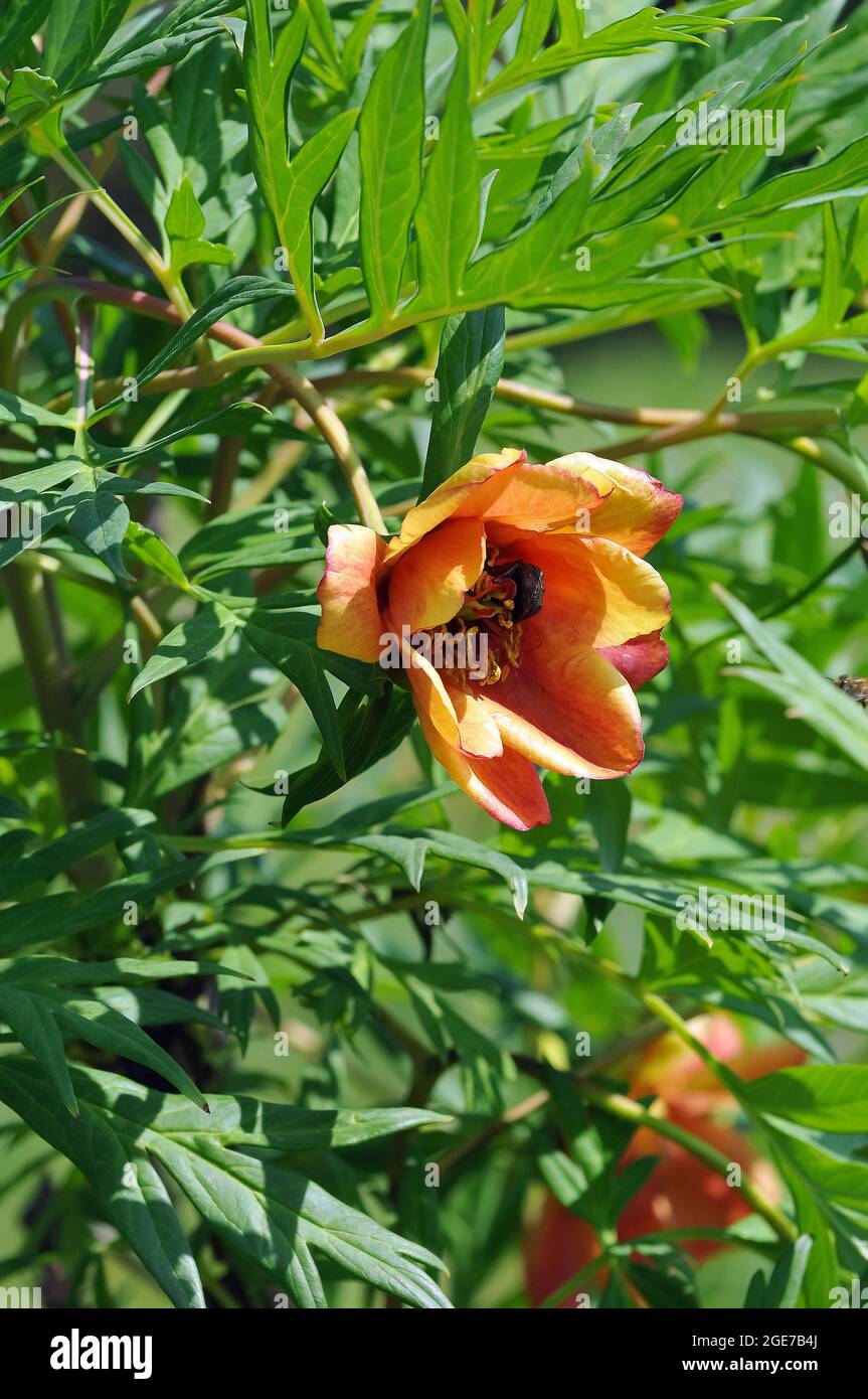 La peonia degli alberi di Delavay, Pfingstrosen, Päonien, Paeonia delavayi, bazsarózsa Foto Stock