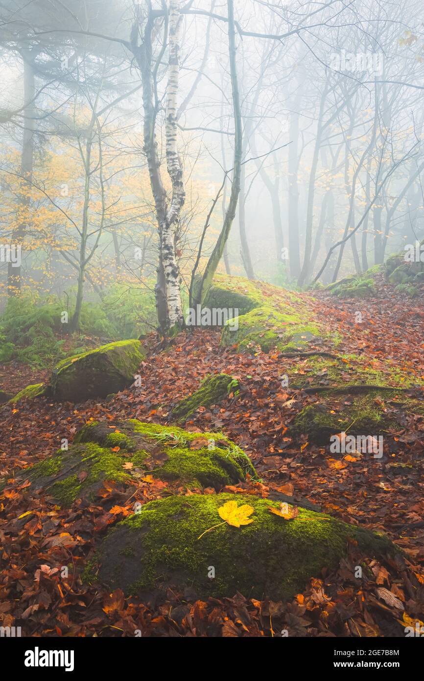 Foresta piovosa e bagnata in un bosco d'autunno mistoso, foggoso e suggestivo a Costorphine Hill a Edimburgo, Scozia. Foto Stock