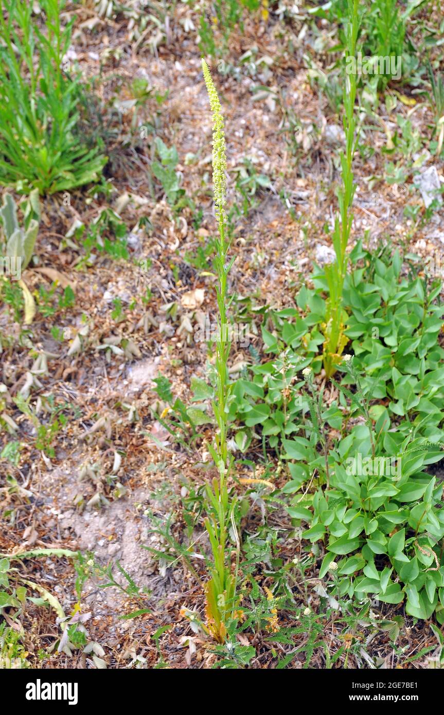 il razzo di dyer, l'erbaccia di dyer, la saldatura, l'olfatto e l'erbaccia gialla, Färber-Wau, Reseda luteola, festő rezeda, Europa Foto Stock