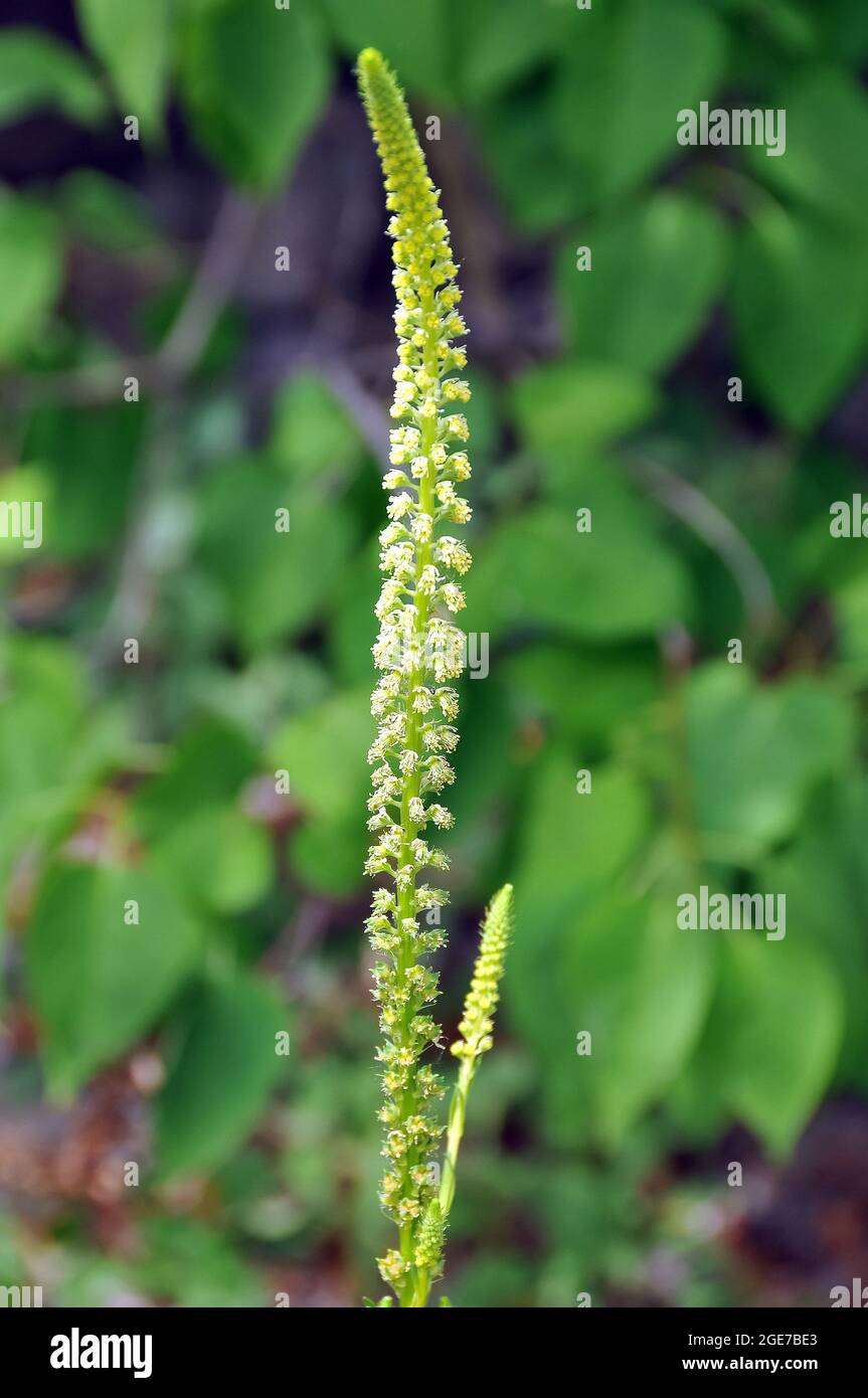 il razzo di dyer, l'erbaccia di dyer, la saldatura, l'olfatto e l'erbaccia gialla, Färber-Wau, Reseda luteola, festő rezeda, Europa Foto Stock