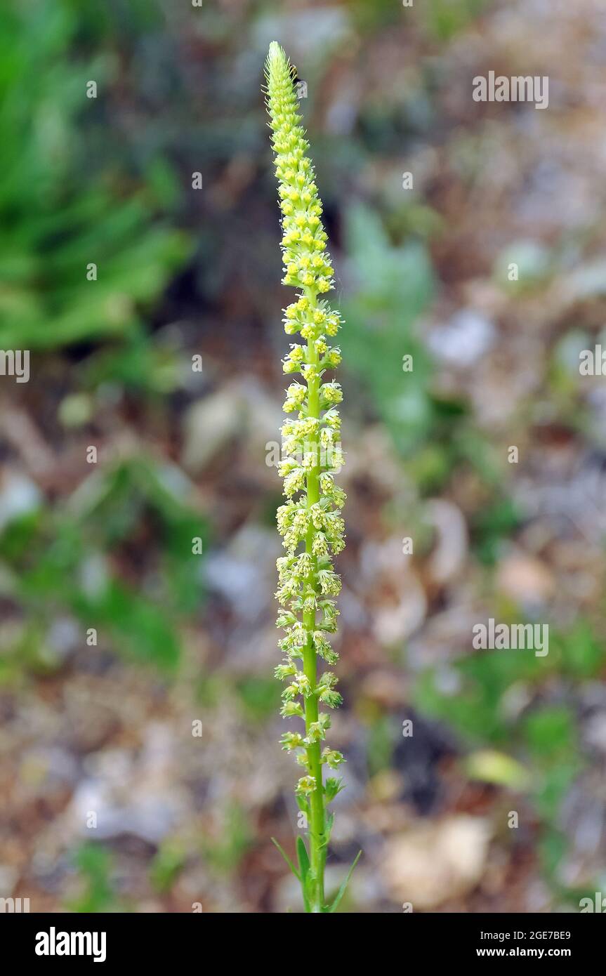 il razzo di dyer, l'erbaccia di dyer, la saldatura, l'olfatto e l'erbaccia gialla, Färber-Wau, Reseda luteola, festő rezeda, Europa Foto Stock