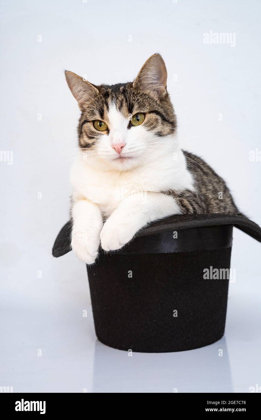 Gatto con cappello Foto stock - Alamy